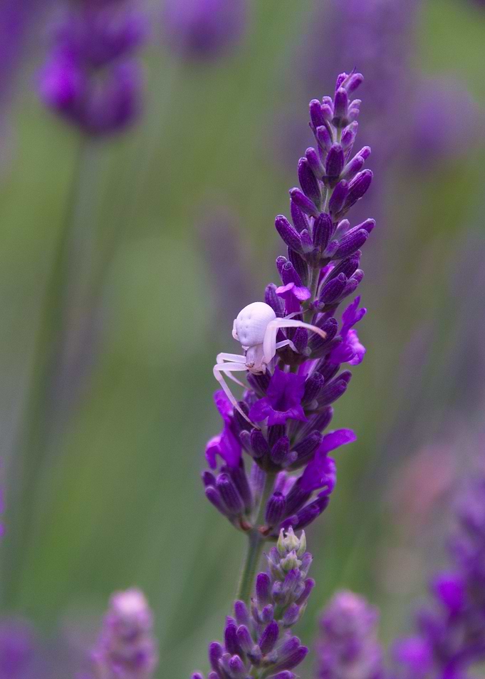 White Spider on Lavender