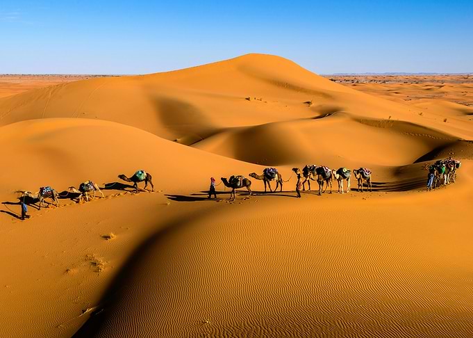 Camel Caravan in Desert