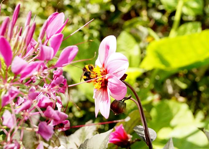 Bumble Bee 2 Colour, Hinton Ampner, Summer 2023