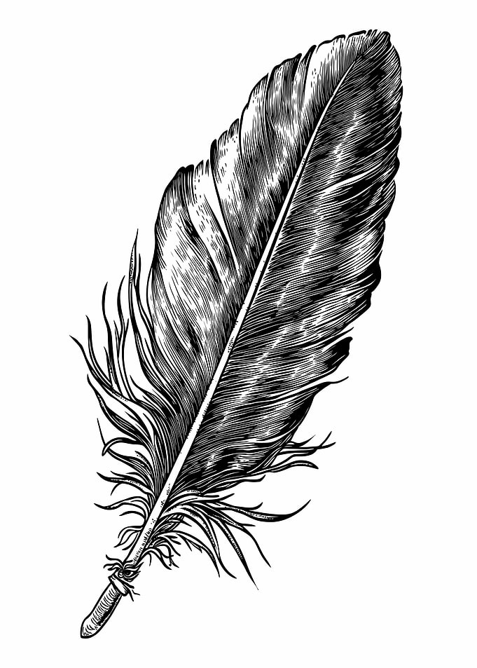 Black and White Feather Illustration