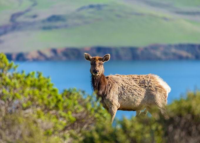 Female Elk by the Shore