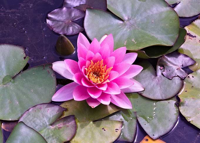Pink Water Lily