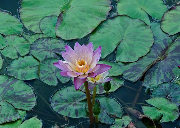 Water Lily in Bloom