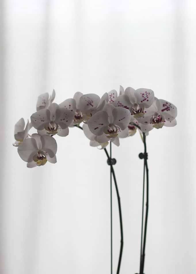 White Orchid with Purple Spots