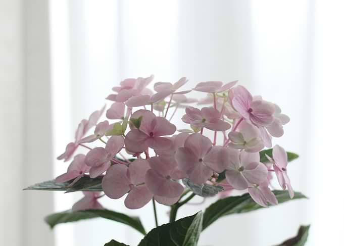Pink Hydrangea Bloom