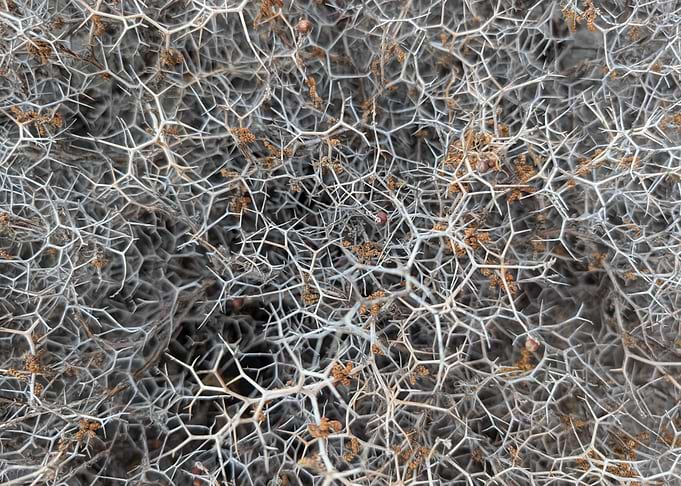 Thorny Bush Texture