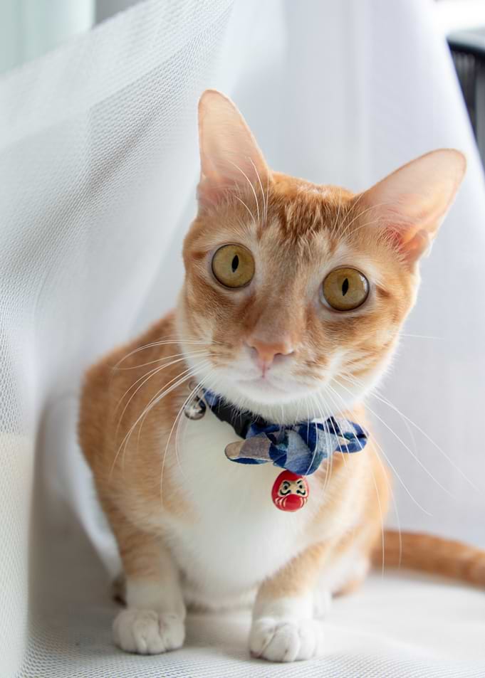 Orange Tabby Cat with Japanese Bow Tie