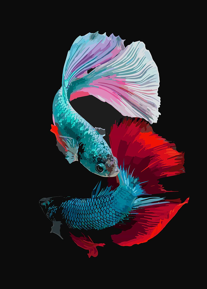 Betta Fish Art