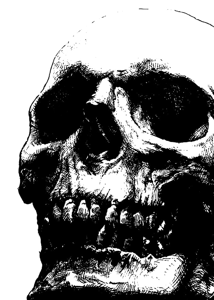 Human Skull Illustration