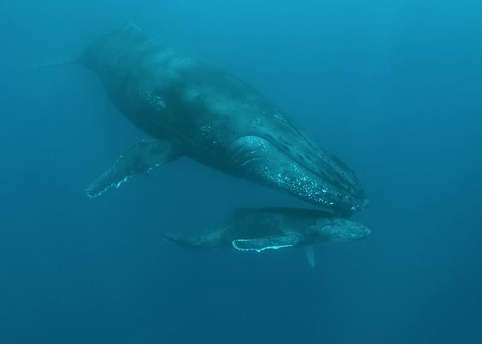 Humpback Whale and Calf