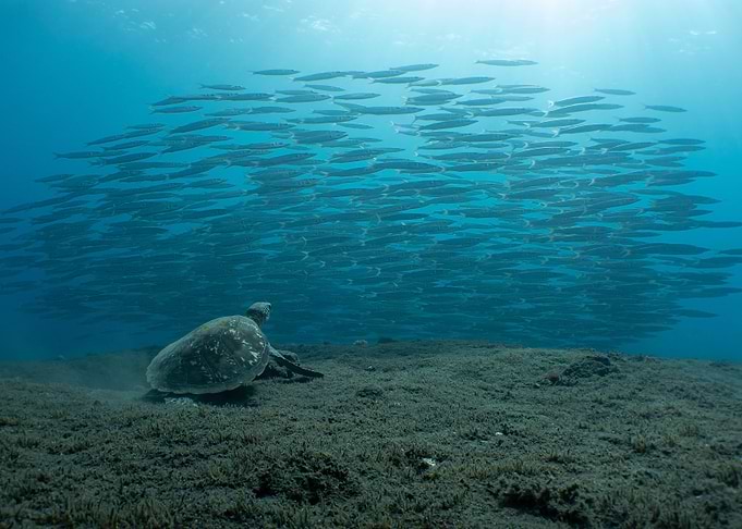 Sea Turtle and Fish School