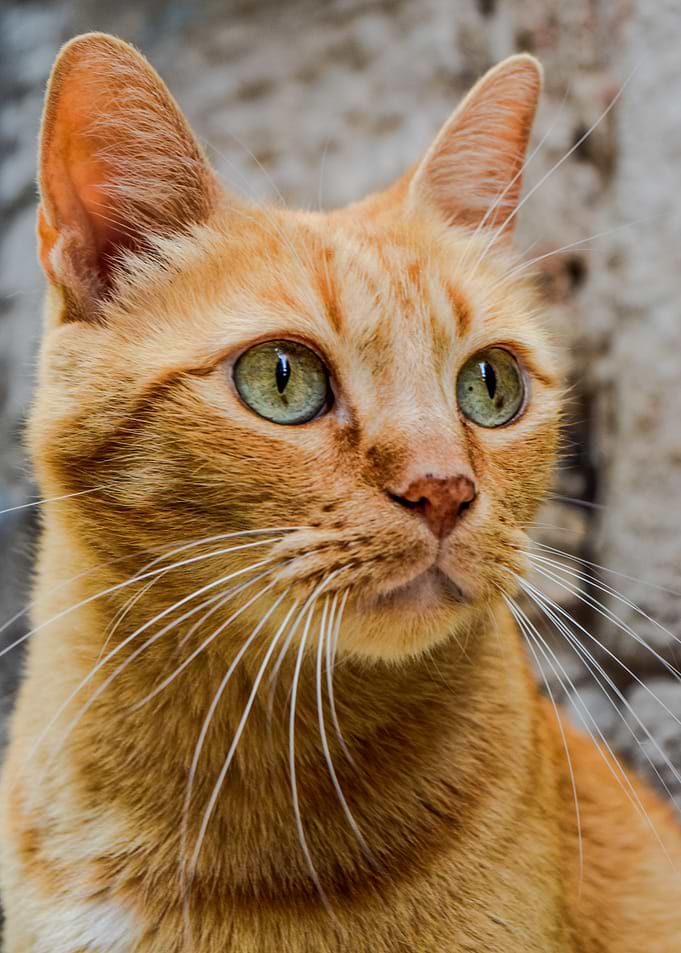 Orange Cat Portrait