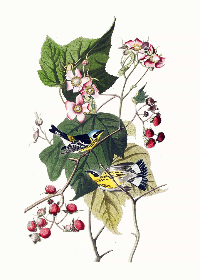 Yellow-throated Warbler