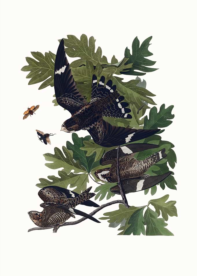 Nighthawks in A White Oak