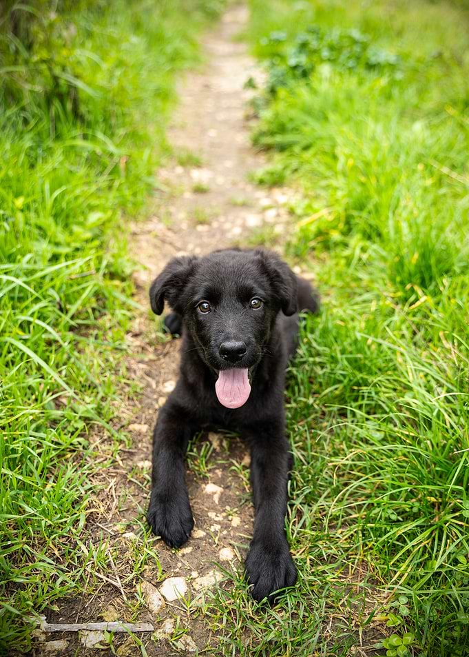 Black Puppy on Path