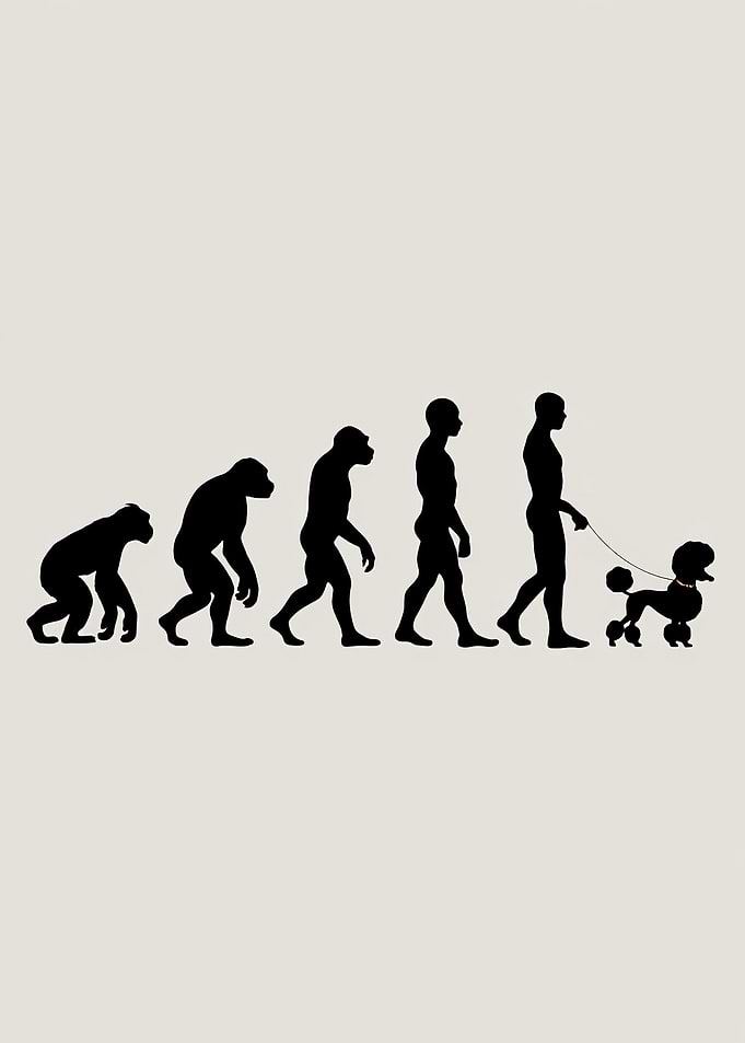 Evolution Poodle