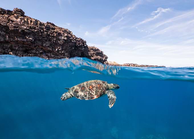 Sea Turtle Underwater