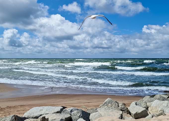 Seagull Soaring Over Waves