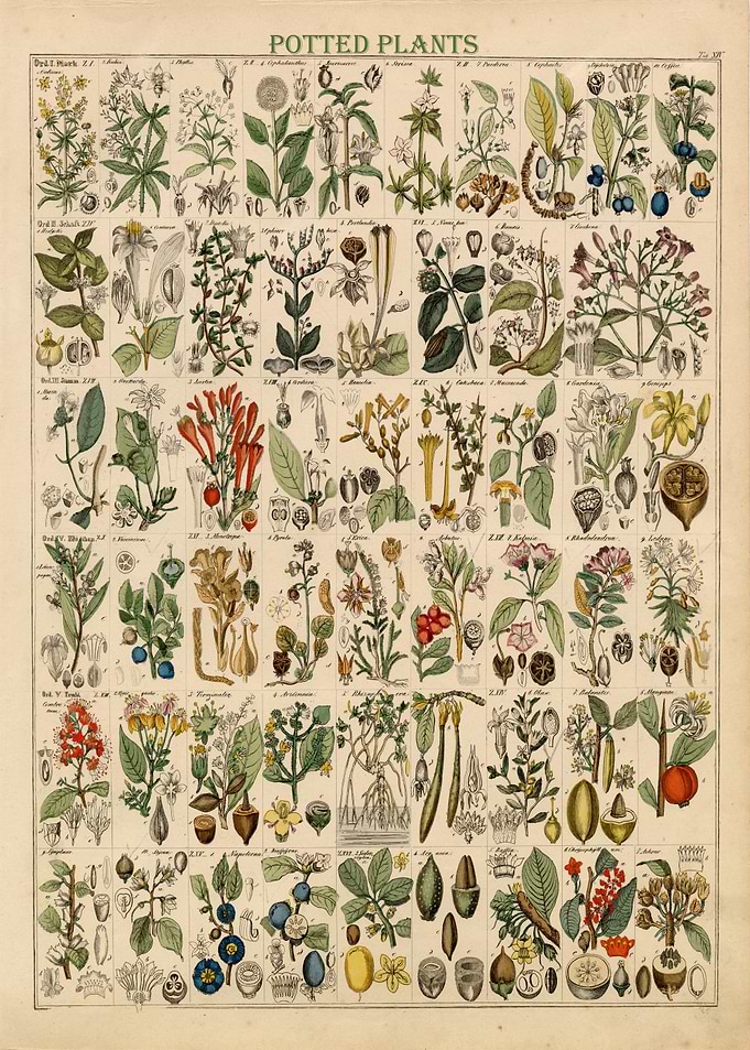 Potted Plants Chart