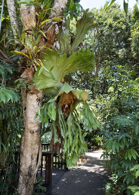 Staghorn Fern Cairns Botanical Gardens — landscape photograph on metal