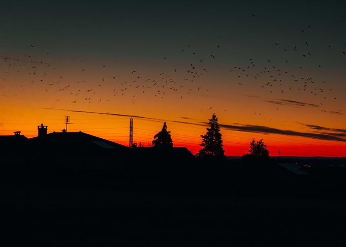 Silhouetted Sunset