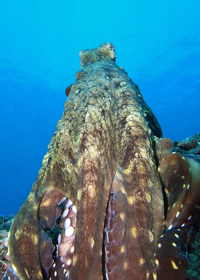 Octopus Underwater