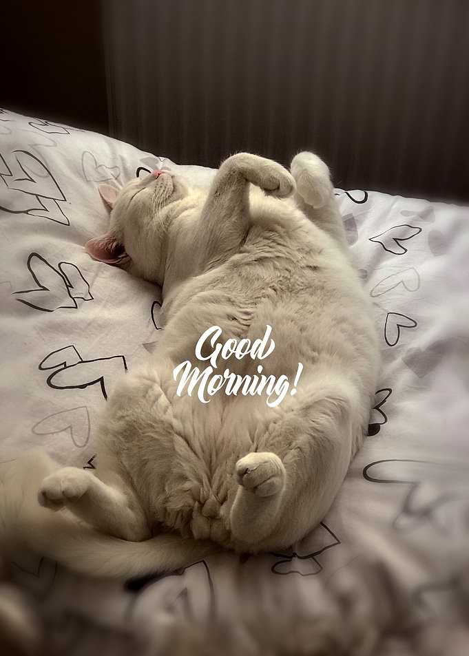 Sleeping White Cat