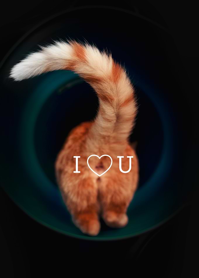 Cat Butt I Love You
