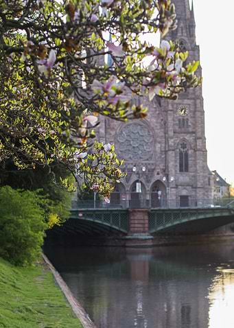Church by the river, magnolia blossom, Saint Paul Church, Strasbourg, France