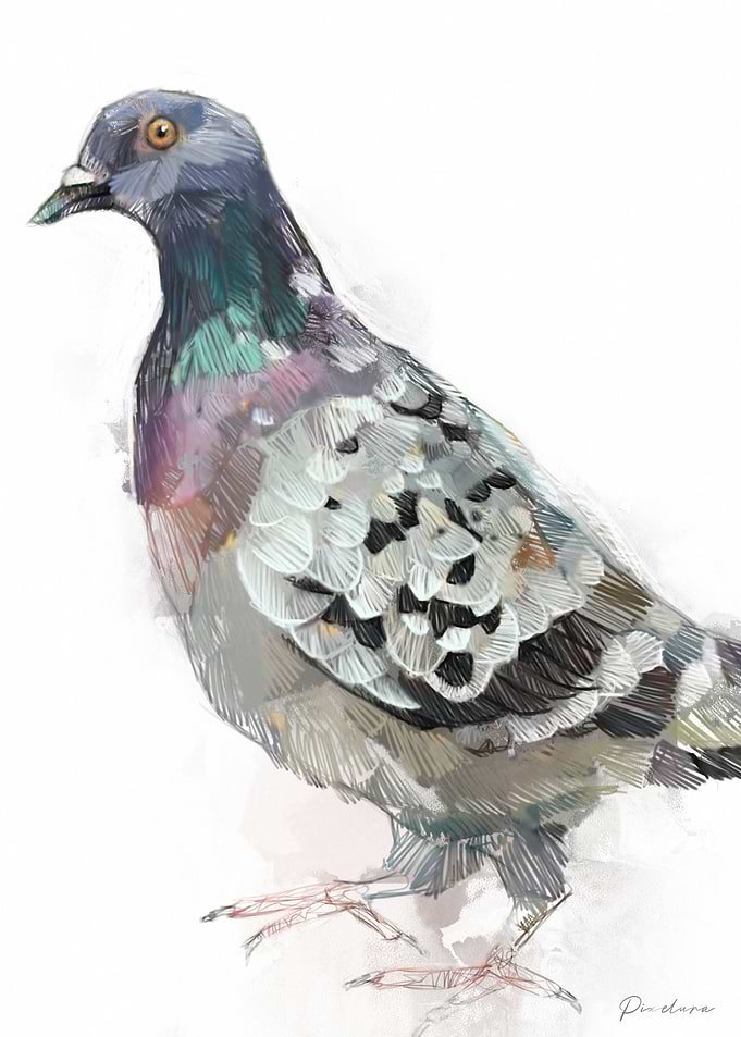 Pigeon Watercolor Illustration