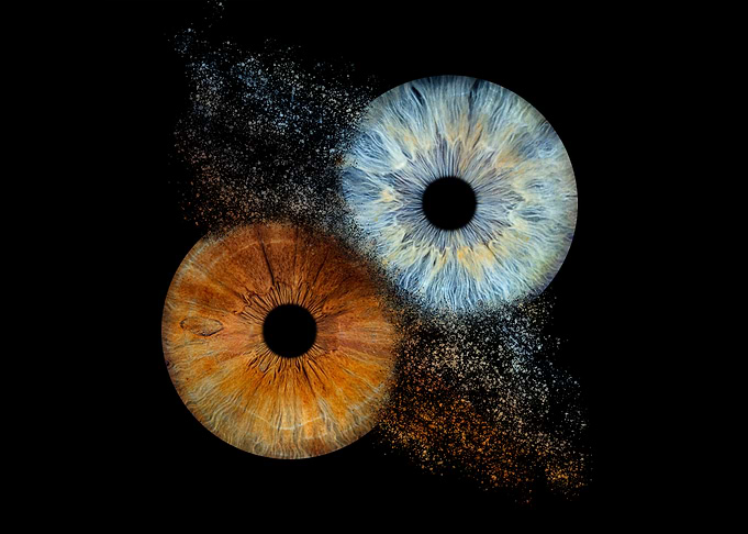 Two Irises
