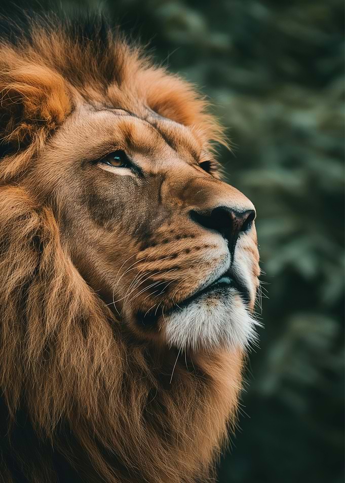 Majestic Lion Portrait