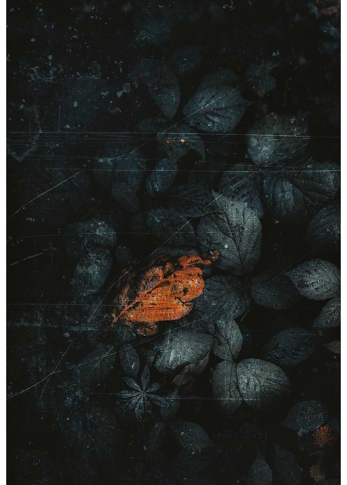 Autumn Leaf on Dark Ground