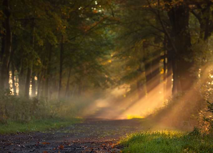 Sunbeams Through Foggy Forest