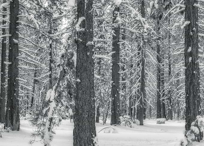 Snowy Forest