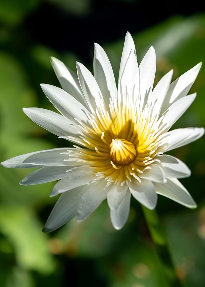 White Water Lily Close-Up