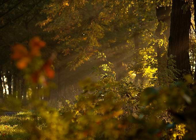 Golden Forest Sunlight