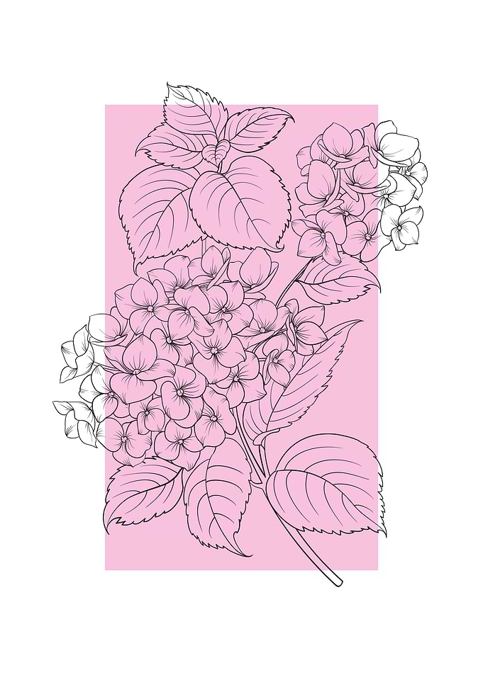 Hydrangea Line Art