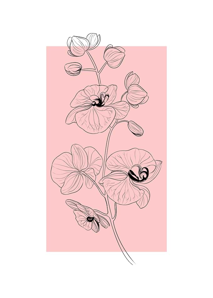 Orchid Line Art