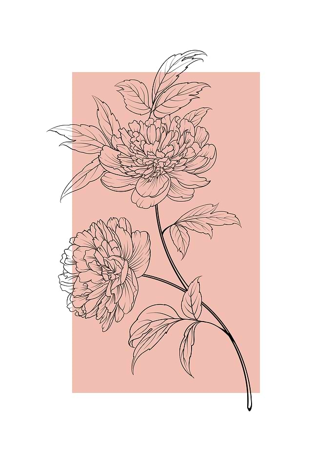 Line Art Peony Flower