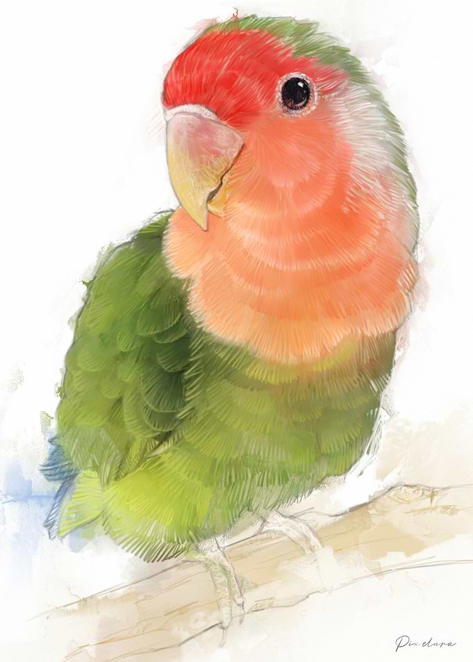 Green and Red Lovebird