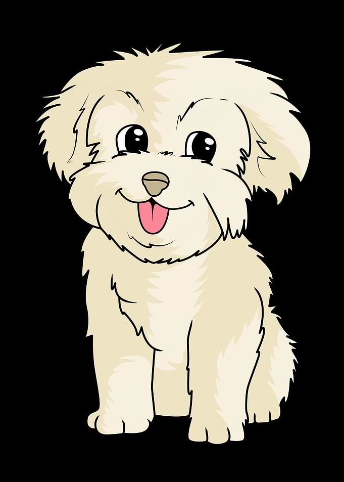 Maltese Dog