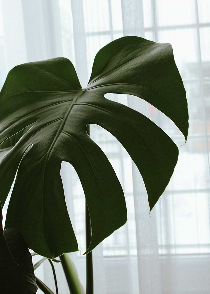 Monstera