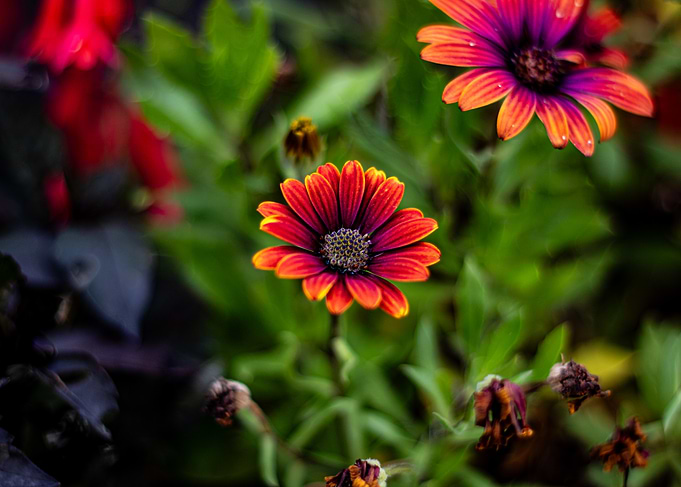 Orange and Purple Flowers