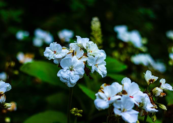White Flowers in Green Foliage