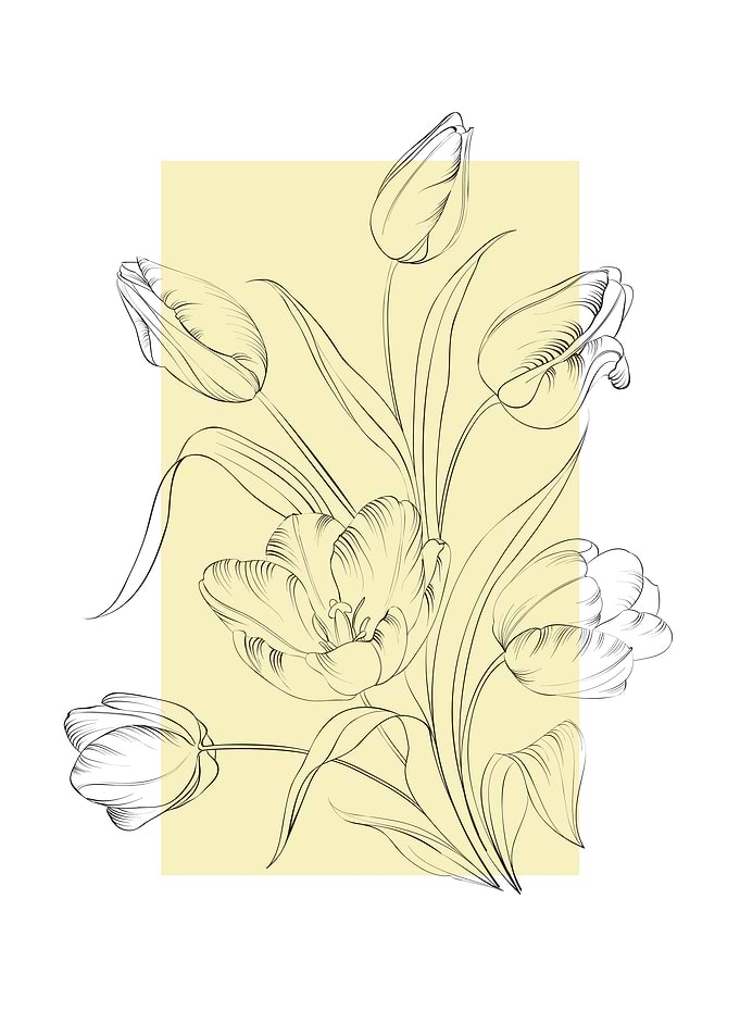 Line Art Tulip Bouquet