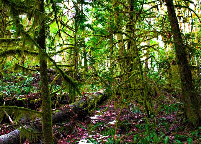 Moss Covered Forest