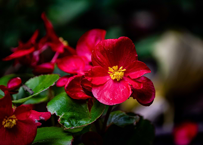 Red Flower with Yellow Center