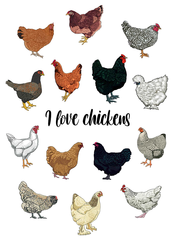 I love chickens
