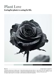 Black Rose with Dew Drops